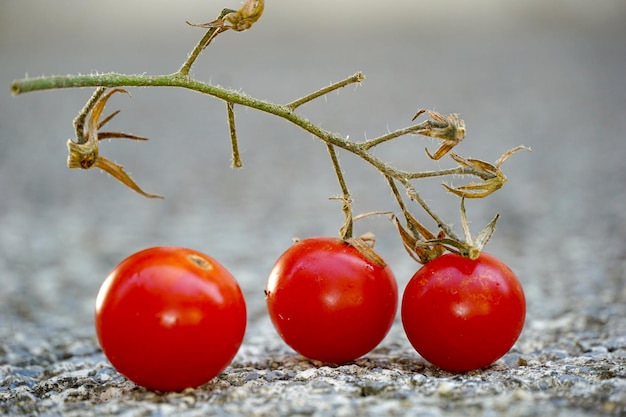 Tomates rojos aislados en blanco