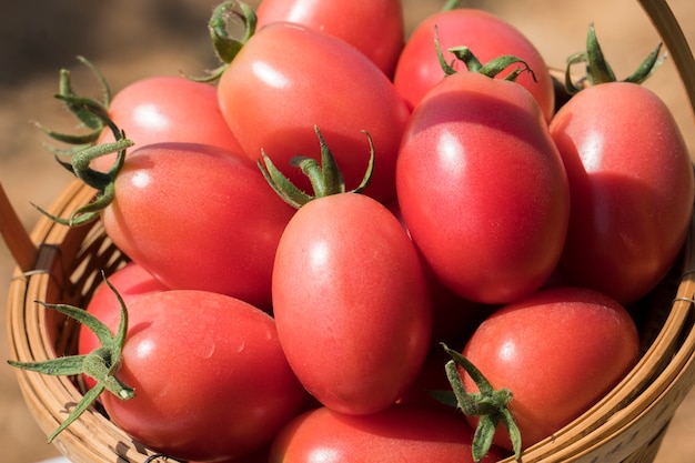 tomates rojos cereza. recién salido de la granja orgánica