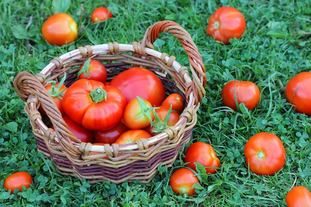 Tomates rojos en una cesta en la hierba.