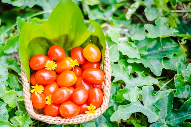 Tomates rojos frescos en canasta de bambú