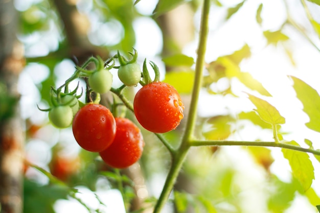 Foto los tomates rojos frescos en el jardín orgánico están listos para la cosecha