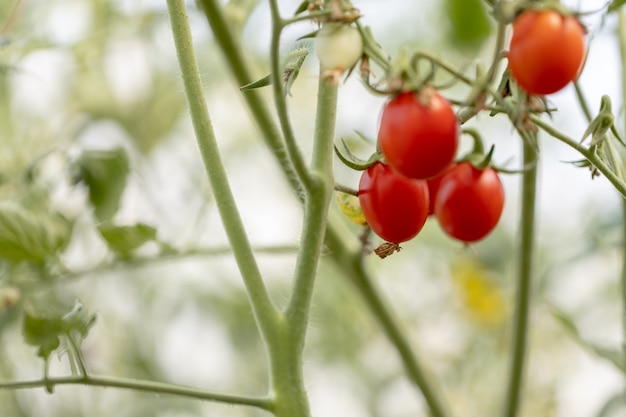 Tomates rojos frescos no tóxicos.