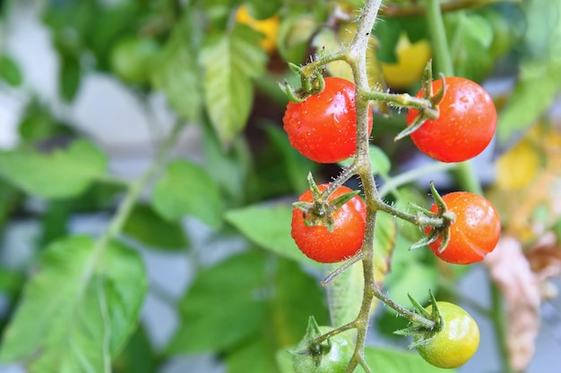 Tomates rojos frescos en la planta