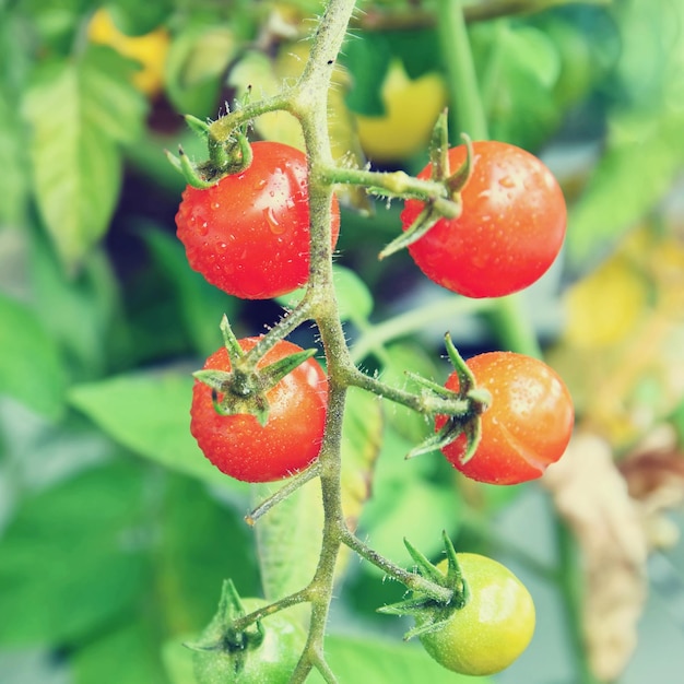 Tomates rojos frescos en la planta