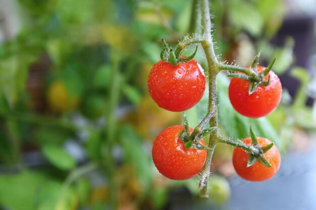 Tomates rojos frescos en la planta