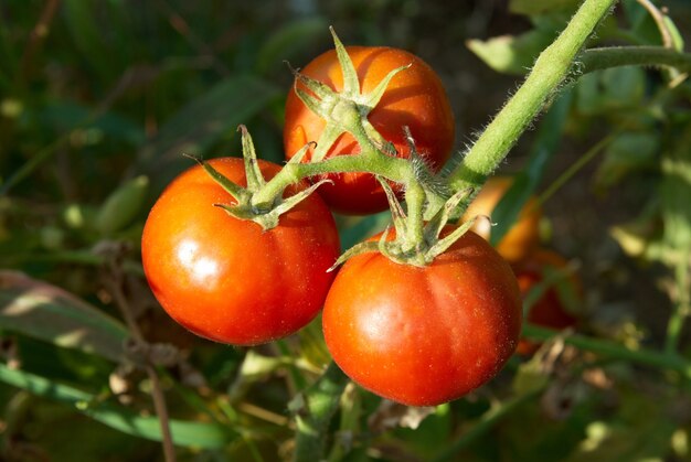 Tomates rojos con hojas verdes en el arbusto