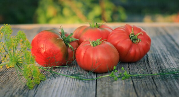 Tomates rojos en el jardín de otoño sobre la mesa a la luz del sol