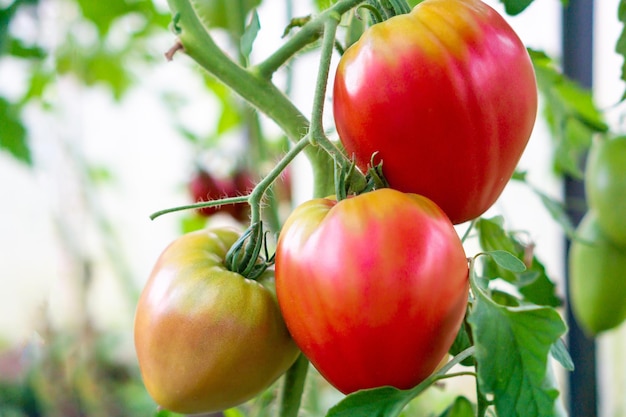 Foto tomates rojos en el jardín profundidad poco profunda del campo foto de alta calidad