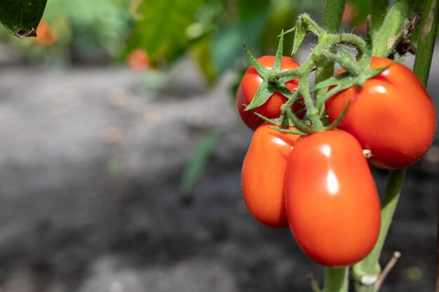 Tomates rojos maduros cultivados en invernadero cerrar