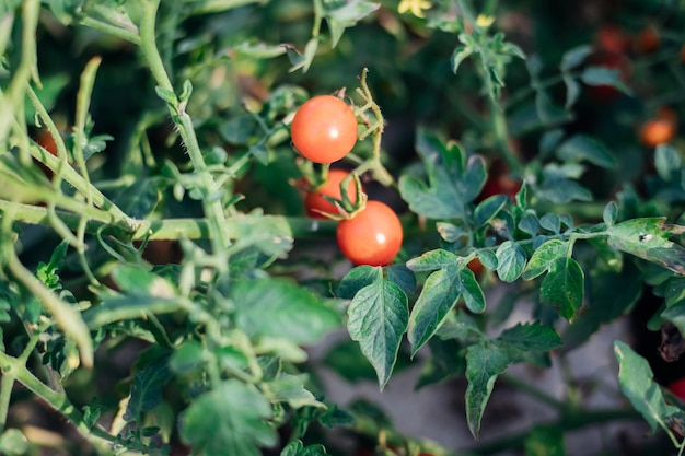 Tomates rojos maduros en el jardín Cultivo de verduras en el hogar En invernadero Dieta saludable vegetarianismo