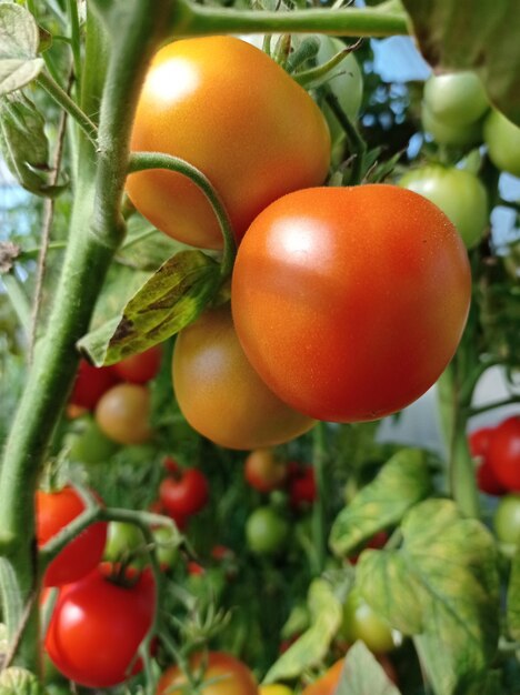 tomates rojos, maduros, jugosos, rosados, verdes, en los arbustos, en el invernadero, hermosos, cosechando