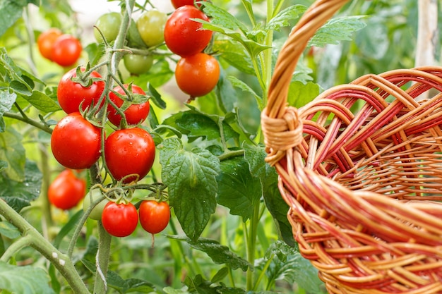 Tomates rojos maduros que crecen en la rama en el jardín Tomates en el lecho del jardín con el baske