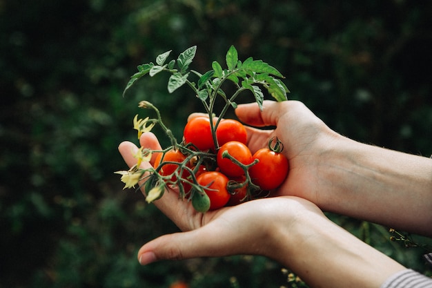 Tomates rojos recogidos en manos de la mujer.