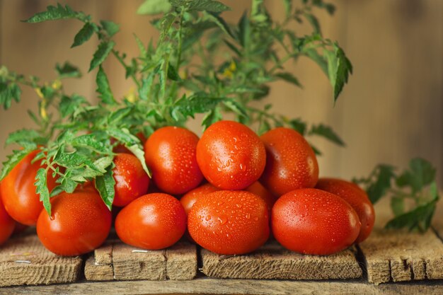 Tomates roma jugosos orgánicos frescos en la mesa