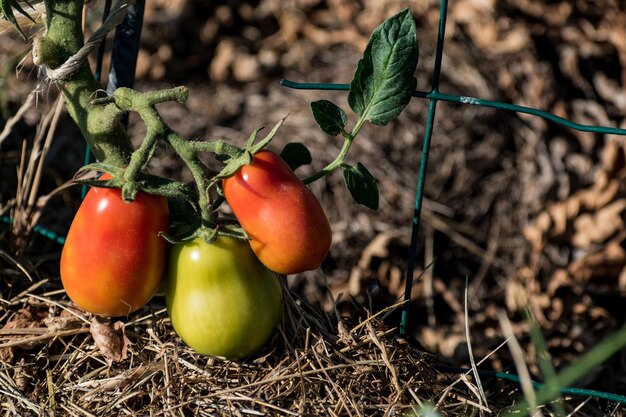 Tomates Roma rojos y verdes que crecen en un jardín ecológico con enlace biodegradable