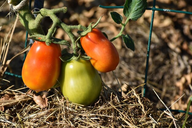 Tomates Roma rojos y verdes que crecen en un jardín ecológico con enlace biodegradable