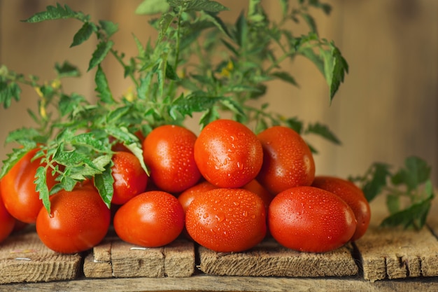 Tomates roma suculentos orgânicos frescos na mesa