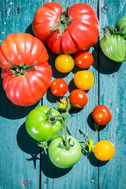 Tomates saludables en un día soleado