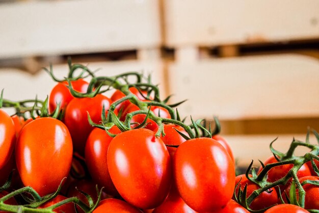 Tomates sobre fondo de madera. Primer plano de fresco. Grupo de tomates. Espacio para la vista superior de texto