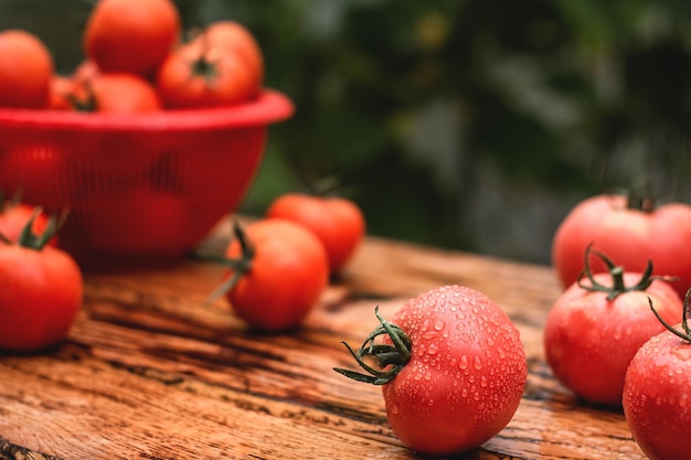 Tomates suculentos frescos cobertos com gotas de água em uma mesa de madeira