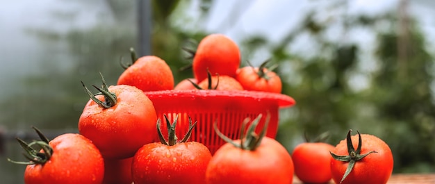 Tomates suculentos frescos cobertos com gotas de água em uma mesa de madeira