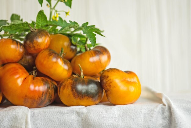 Tomates suculentos naturais Rei da beleza com folhas em fundo branco de textura vintage retrô velha