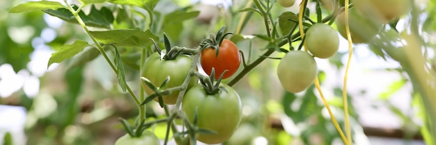 Tomates en tomates de arbusto en la rama del tallo que maduran en diferentes grados de madurez de rojo a
