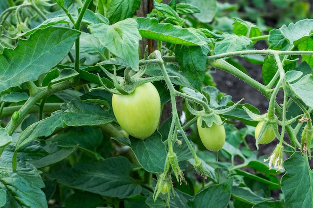 Tomates verdes amadurecem nos galhos