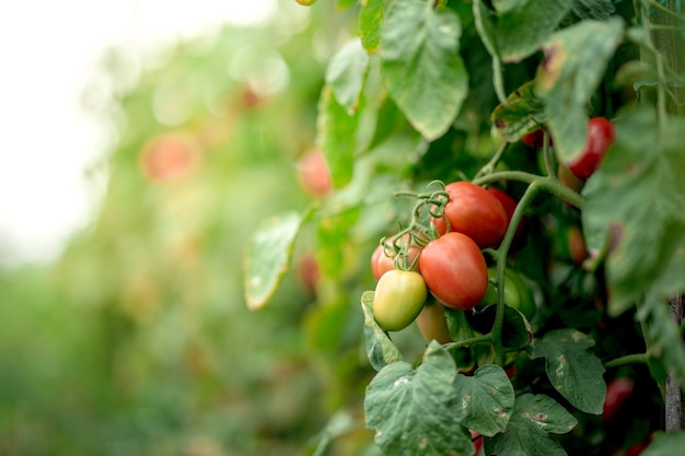 Tomates verdes amarillos rojos maduros en la agricultura orgánica del jardín