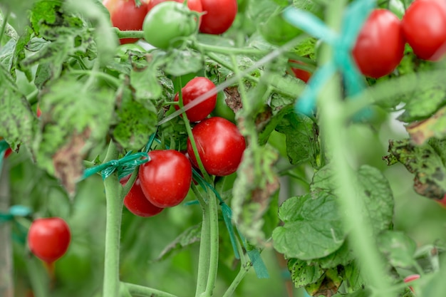 Tomates verdes amarillos rojos maduros en la agricultura orgánica del jardín