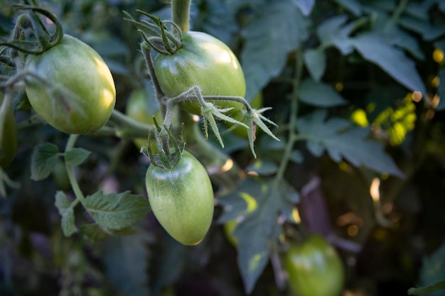 Tomates verdes en la cama del granjero.