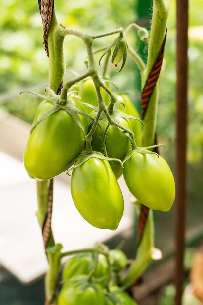 Tomates verdes colgando de una rama