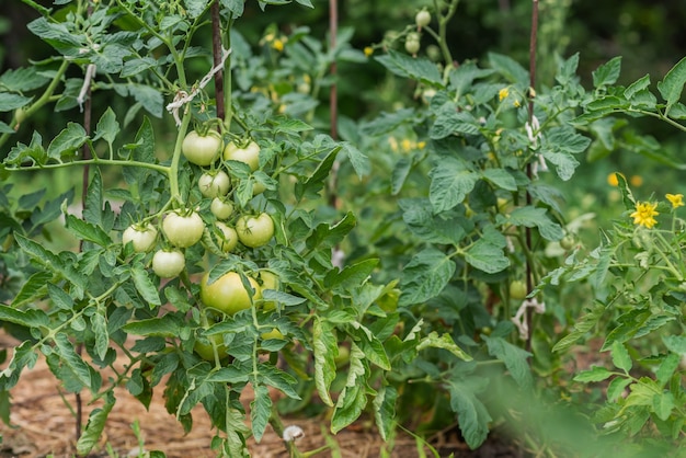 Tomates verdes crescem em uma horta no verão