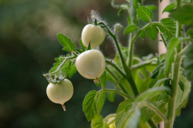 Tomates verdes crescem fora da janela do apartamento no sexto andar de um prédio de vários andares