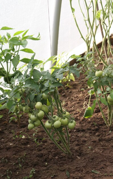 Tomates verdes crescendo na estufa