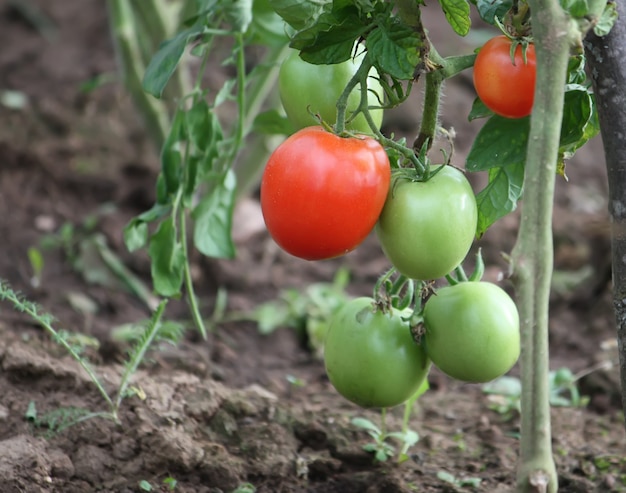 Tomates verdes crescendo na estufa