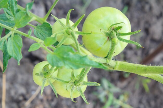 Tomates verdes crescendo no canteiro do jardim. tomate em estufa com os frutos verdes.