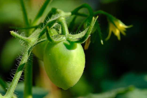 Tomates verdes crus frescos pendurados em um galho. Solanum lycopersicum. Agricultura orgânica. Solanaceae.