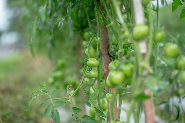 Los tomates verdes cuelgan en un montón y maduran en un jardín.