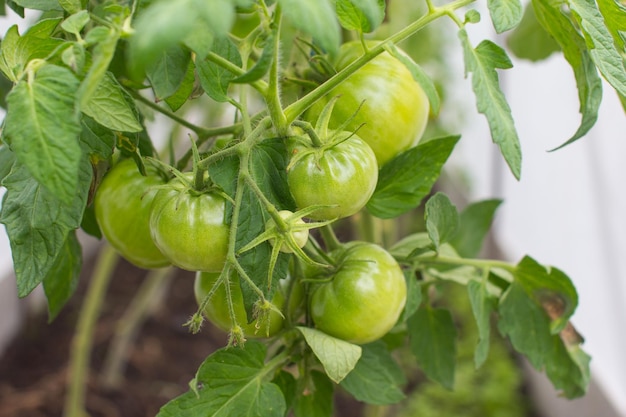 Los tomates verdes cuelgan de una rama en el invernadero Cosecha de jardinería