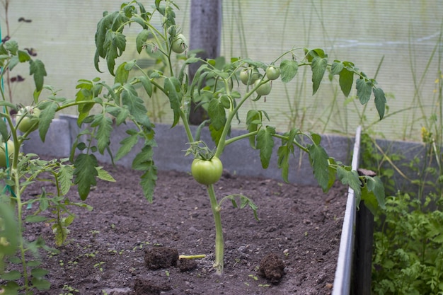 Los tomates verdes cuelgan de una rama en el invernadero Cosecha de jardinería