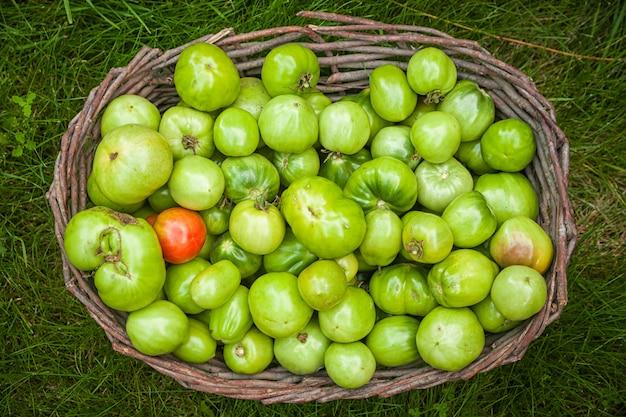 Tomates verdes de cor verde
