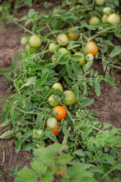 Tomates verdes de videira Tomates verdes verdes nos arbustos Tomates Legumes verdes no chão