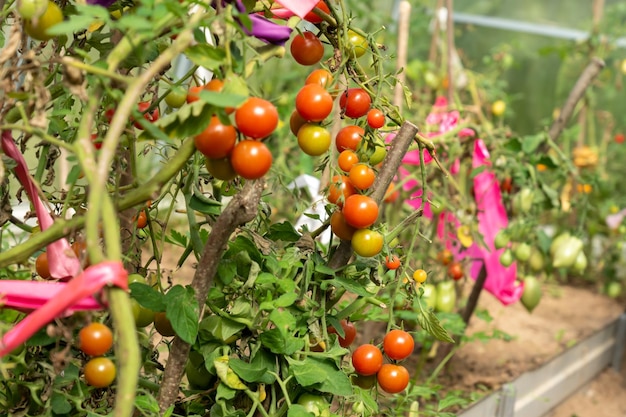 Foto tomates verdes e vermelhos crescem na horta nova colheita na horta