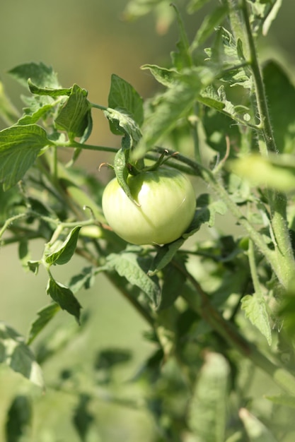 Tomates verdes ecológicos amadurecem em arbustos no jardim closeup Amadurecimento de tomates verdes em um galho de arbusto