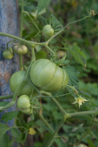 Tomates verdes em ramos, uma nova colheita.