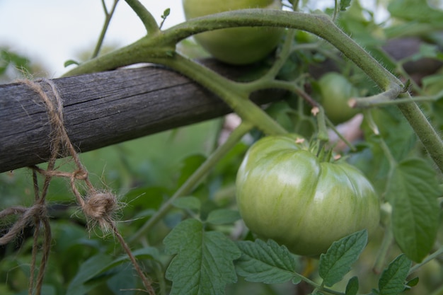 Tomates verdes em ramos, uma nova colheita.