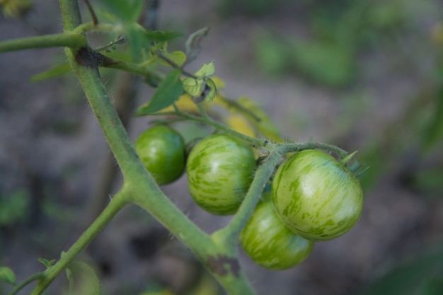 Tomates verdes em ramos, uma nova colheita.