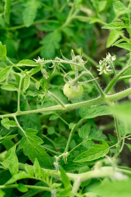 Tomates verdes em um galho crescendo no jardim