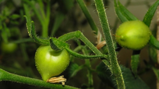 Tomates verdes em um galho na vila